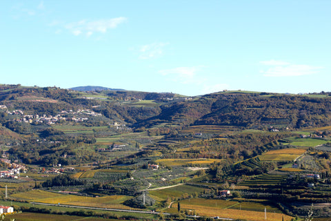 Il cambiamento climatico nel mondo del vino - Vinai del Borgo