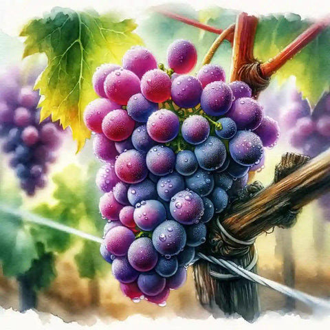 Il Segreto del Veneto: La Corvina - Vinai del Borgo