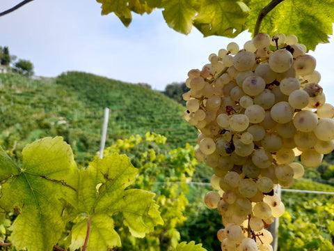 Bollicine - Prosecco & Charmat - Vinai del Borgo