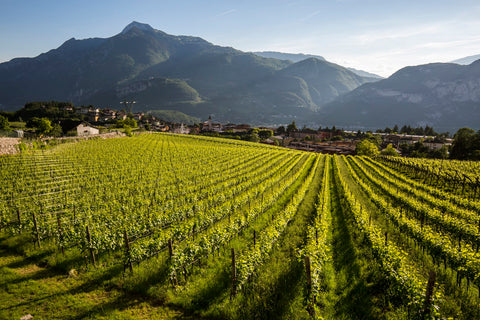 Bollicine - Trento - Vinai del Borgo