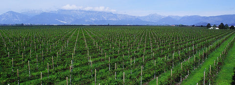 Bollicine - Friuli Venezia Giulia - Vinai del Borgo