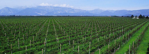 Rossi - Friuli Venezia Giulia - Vinai del Borgo