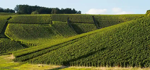 Spumante - Champagne