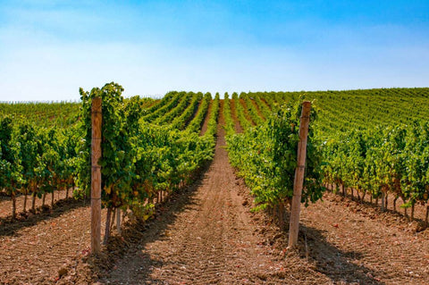 Bianchi - Sicilia - Vinai del Borgo