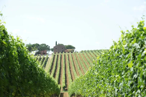 Dal Cero