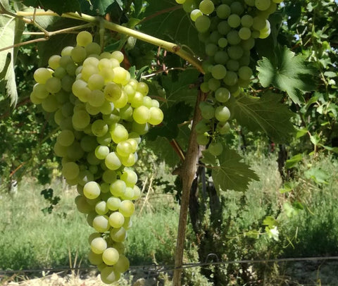 Bianchi - Verdicchio - Vinai del Borgo