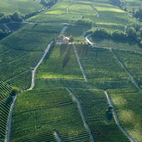 Borgogno Vineyards