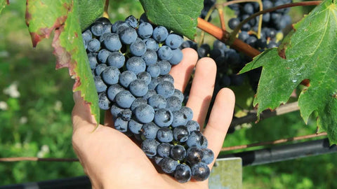 Zweigelt Vigneti delle Dolomiti IGT - Isarco