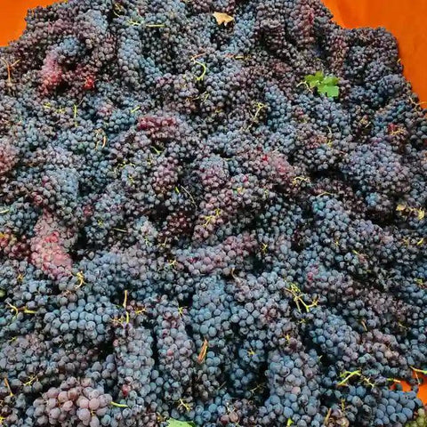Barbera BB Bag in Box 5LT - Barbera Sei Castelli