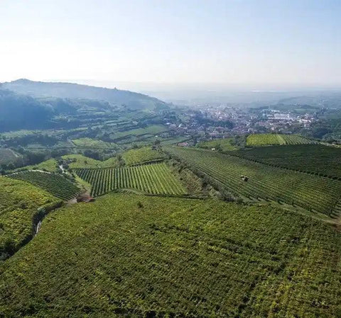 Gambellara Classico Monopolio DOC - Cantina di Gambellara