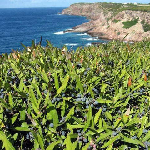 Mirto near the sea