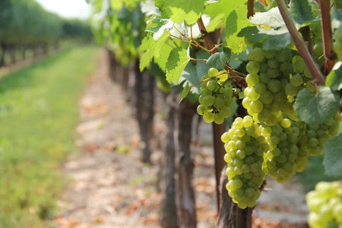 Grape Vermentino