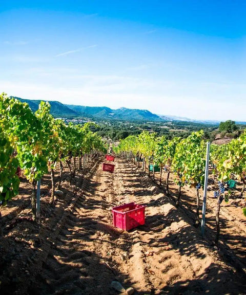 Vineyards Cantina del Vermentino