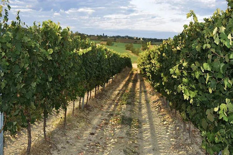 Timorasso Riserva Colli Tortonesi DOC Aemilia Scauri - Cantina di Tortona