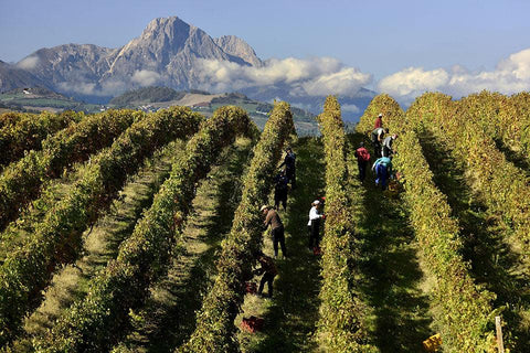 Regioni - Abruzzo - Vinai del Borgo