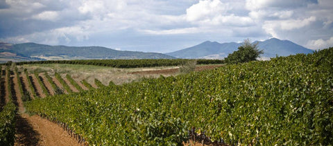 Bianchi - Basilicata - Vinai del Borgo