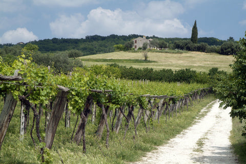 Bianchi - Veneto - Vinai del Borgo