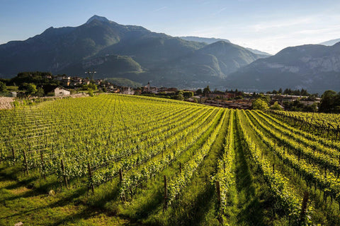 Rosati - Trento - Vinai del Borgo