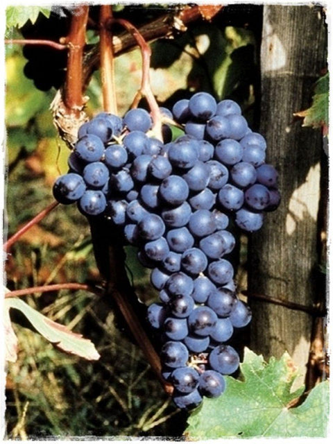 Rossi - Dolcetto - Vinai del Borgo