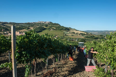 Rossi - Umbria - Vinai del Borgo