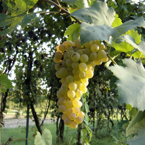 Bianchi - Arneis - Vinai del Borgo