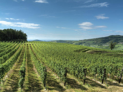 Rossi - Emilia Romagna - Vinai del Borgo