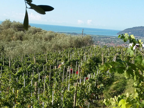 Rossi - Liguria - Vinai del Borgo