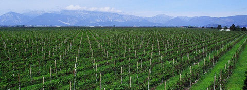 Bianchi - Friuli Venezia Giulia - Vinai del Borgo