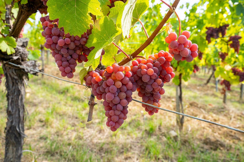 Bianchi - Gewurztraminer - Vinai del Borgo