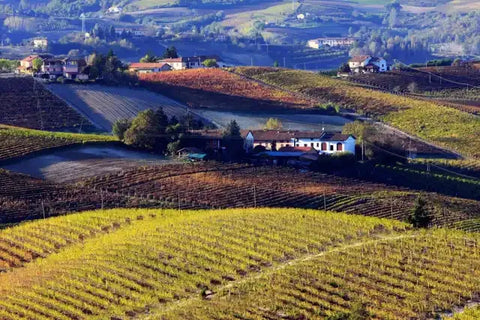Cantina Ivaldi