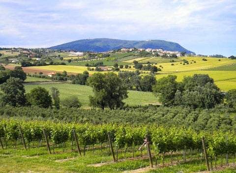 Bianchi - Marche - Vinai del Borgo