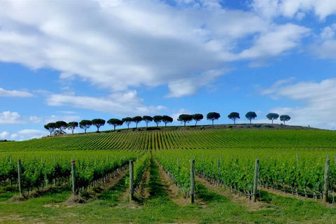 Rossi - Maremma - Vinai del Borgo