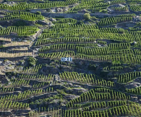 Viticoltura Eroica - Vinai del Borgo