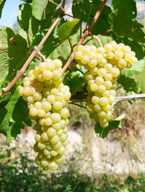 Bianchi - Pinot Bianco - Vinai del Borgo