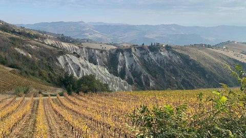 Colli Ripani - Vinai del Borgo