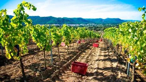 Cantina del Vermentino - Vinai del Borgo