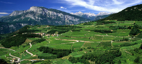 Regioni - Trentino Alto Adige - Vinai del Borgo