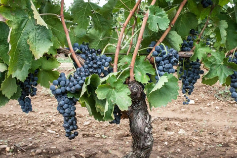 Aglianico Grapes - Cantina di Venosa