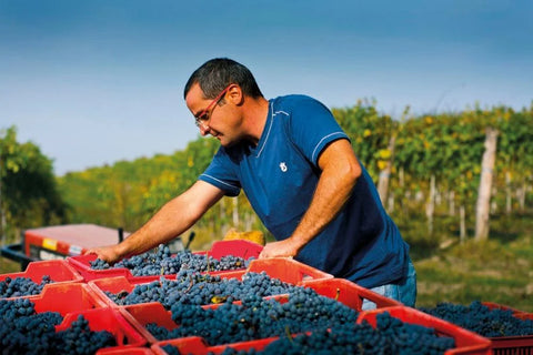 Aldo Clerico harvest