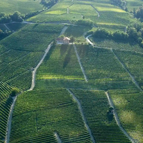 Borgogno Vineyards