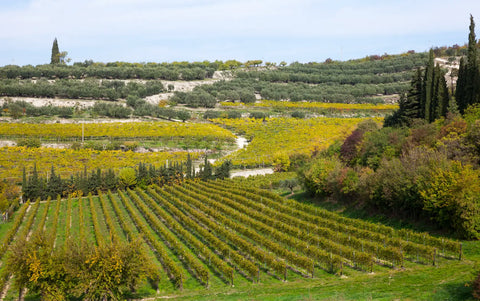 Vigneti Brolo dei Giusti