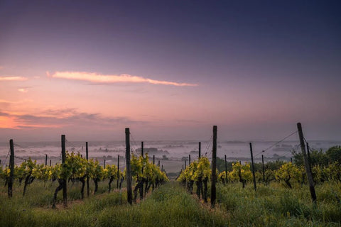 Taburno Vineyards panorama