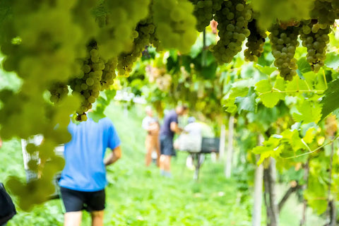 Lessini Durello DOC Brut Torre dei Vescovi Magnum - Cantina di Gambellara - Vinai del Borgo