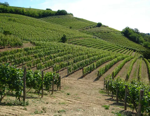 Tasting Box Alta Langa