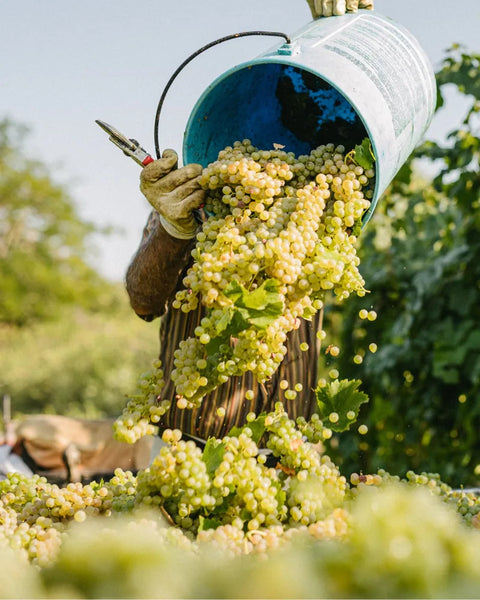 White grapes in Colli Ripani