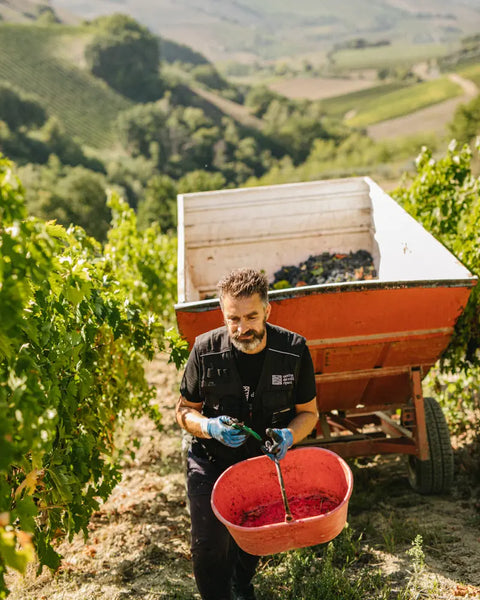 Red wines harvest - Colli Ripani