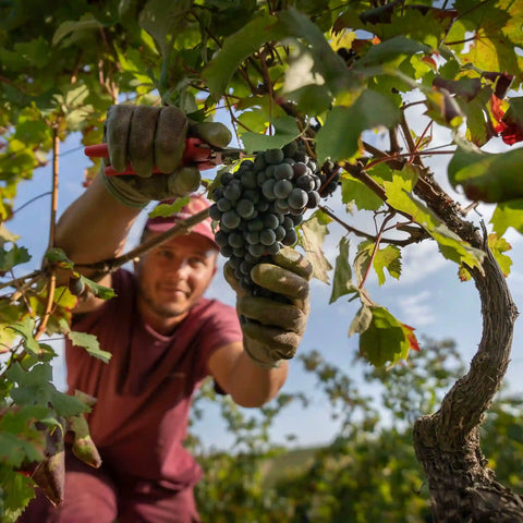 Barbera d'Asti DOCG - Roberto Sarotto