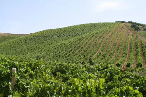 Tasting Box A Tour of the Whites of Italy