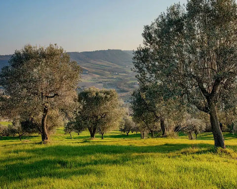 Olive Tree in Colli Ripani