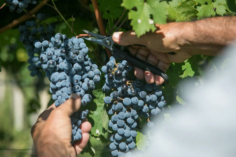 Raccolta Uva bacca rossa Valpantena